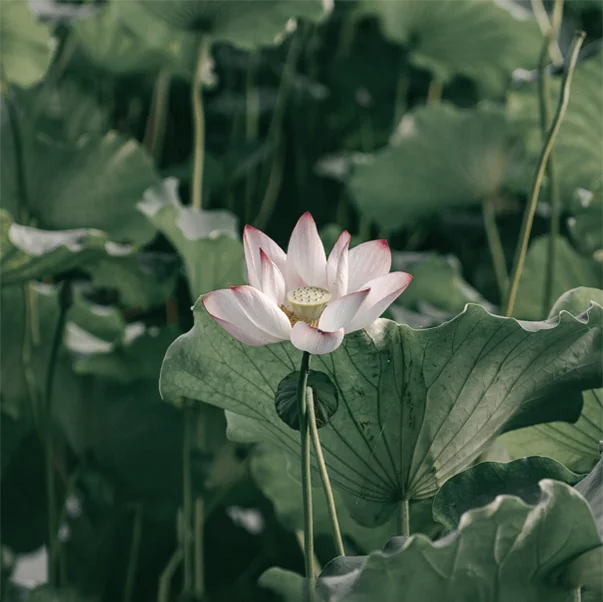 Lotus flower